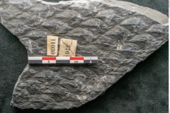 Foto (Detailansicht) von Lepidodendron sp.  (NHMW-GEO-2024-0188-11030)